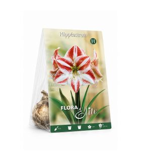 Amaryllis Hippeastrum Sgaravatti 1 bulbe strié, grandes fleurs décoratives pour apporter de la couleur en intérieur - 692932