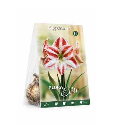 Amaryllis Hippeastrum Sgaravatti 1 bulbe strié, grandes fleurs décoratives pour apporter de la couleur en intérieur - 692932