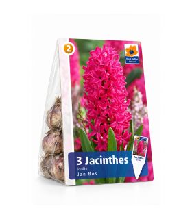 Jacinthe Jan Bos Sgaravatti 3 bulbes rouges, floraison printanière parfumée idéale en pot ou massif - 617019