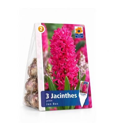 Jacinthe Jan Bos Sgaravatti 3 bulbes rouges, floraison printanière parfumée idéale en pot ou massif - 617019