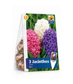 Jacinthes en mélange Sgaravatti 3 bulbes, floraison printanière colorée et parfumée pour pots et massifs - 617018