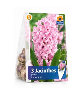 Jacinthe Fondant Sgaravatti 3 bulbes roses, floraison printanière parfumée pour massifs et jardinières - 617015
