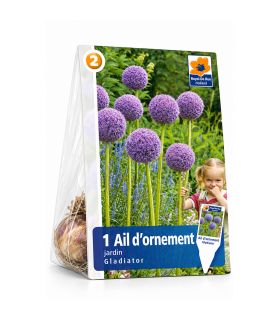 Allium Gladiator Sgaravatti 1 bulbe violet, grande fleur de 120 cm idéale en massif et bouquet - ALL51