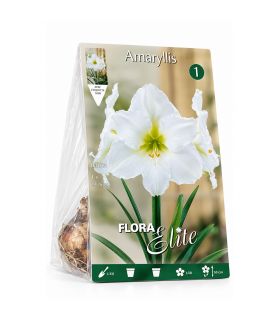 Amaryllis Hippeastrum Sgaravatti 1 bulbe blanc, grande floraison élégante idéale en pot et intérieur - 693007