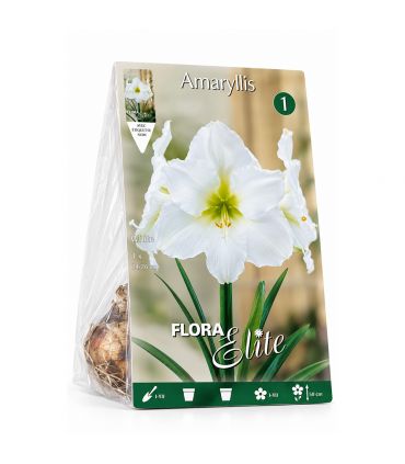 Amaryllis Hippeastrum Sgaravatti 1 bulbe blanc, grande floraison élégante idéale en pot et intérieur - 693007