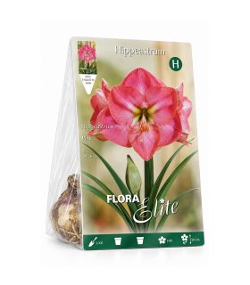 Amaryllis Hippeastrum Sgaravatti 1 bulbe rose, grande floraison décorative idéale en pot et intérieur - 692727