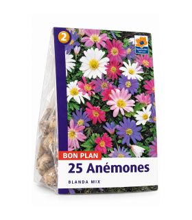 Anémone Blanda Sgaravatti 25 rhizomes en mélange, floraison précoce idéale pour bordures et massifs - 618056