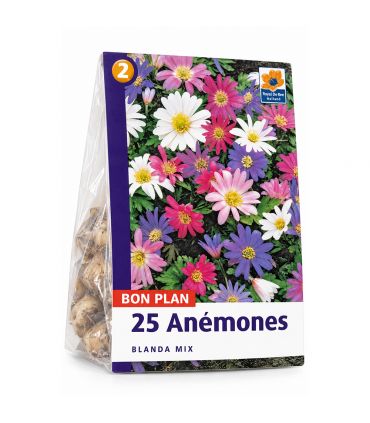 Anémone Blanda Sgaravatti 25 rhizomes en mélange, floraison précoce idéale pour bordures et massifs - 618056