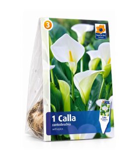Calla Aethiopica Sgaravatti 1 bulbe blanc, grande floraison élégante pour massif et pot - 617391