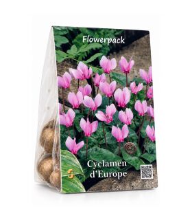 Cyclamen Hederifolium Sgaravatti 3 bulbes roses, floraison basse idéale sous-bois, bordures et rocailles - 821875