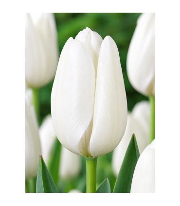 Tulipe Hakuun Sgaravatti 6 bulbes blancs, grande floraison élégante idéale en massif et fleur coupée - 617096