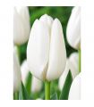Tulipe Hakuun Sgaravatti 6 bulbes blancs, grande floraison élégante idéale en massif et fleur coupée - 617096