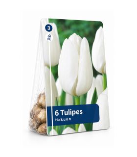 Tulipe Hakuun Sgaravatti 6 bulbes blancs, grande floraison élégante idéale en massif et fleur coupée - 617096