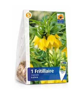 Fritillaire impériale Lutea Sgaravatti 1 bulbe jaune, grande floraison de 100 à 120 cm pour massifs structurés - 617410