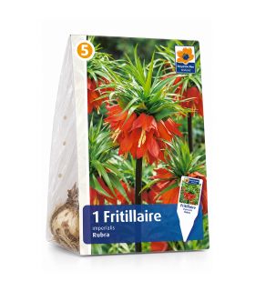 Fritillaire impériale Rubra Sgaravatti 1 bulbe rouge, grande floraison de 100 à 120 cm pour massifs structurés - 617413