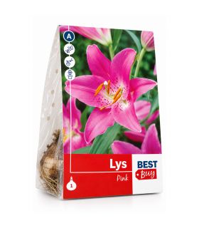 Lilium Pink Sgaravatti 1 bulbe rose, grande floraison de 100 cm idéale en massif et bouquet - 618099