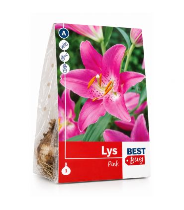 Lilium Pink Sgaravatti 1 bulbe rose, grande floraison de 100 cm idéale en massif et bouquet - 618099