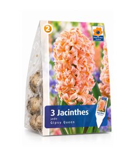 Jacinthe Gipsy Queen Sgaravatti 3 bulbes orange, floraison printanière parfumée aux tons chaleureux - 617010