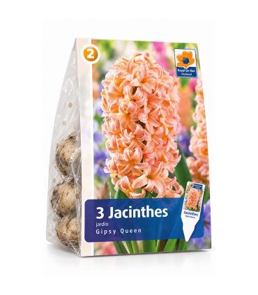 Jacinthe Gipsy Queen Sgaravatti 3 bulbes orange, floraison printanière parfumée aux tons chaleureux - 617010