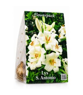 Lys de Saint-Antoine Lilium Candidum Sgaravatti 1 bulbe blanc, grande floraison parfumée idéale en massif - 474606