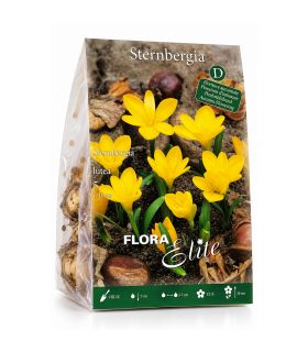 Sternbergia Lutea Sgaravatti 5 bulbes jaunes, floraison automnale lumineuse idéale en massif et rocaille - 690778