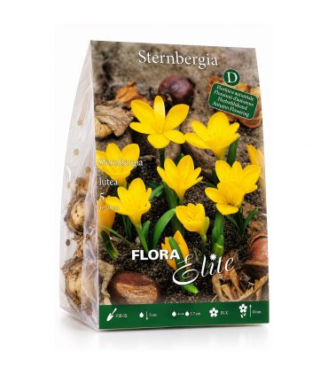 Sternbergia Lutea Sgaravatti 5 bulbes jaunes, floraison automnale lumineuse idéale en massif et rocaille - 690778