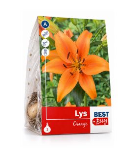 Lilium Orange Sgaravatti 1 bulbe orange, grande floraison de 100 cm pour massifs colorés et fleurs coupées - 618096