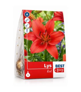 Lilium Red Sgaravatti 1 bulbe rouge, grande floraison de 100 cm idéale en massif et bouquet - 618095