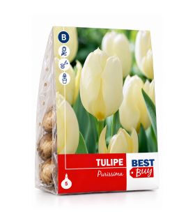 Tulipe Purissima Sgaravatti 5 bulbes blancs, floraison printanière élégante idéale en massif ou en pot - 618006
