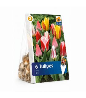 Tulipes botaniques Sgaravatti 6 bulbes en mélange, variété compacte idéale pour bordures et rocailles - 617234