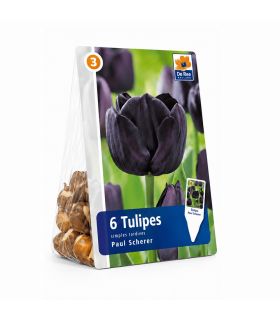 Tulipe Paul Sheerer Sgaravatti 6 bulbes noirs, floraison sombre et élégante pour massifs et bouquets - 617604