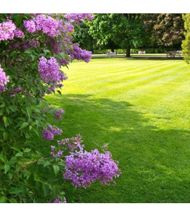 Engrais Flori Or 7-5-7   Algues 20 kg dynamise la vie du sol, pour toutes saisons - Florivert NEG01889