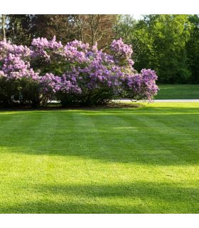 Semences Gazon Terra Parc 20kg à semer au printemps ou à l'automne, gazon fin facile à établir - 1201836 Semences Gazon Terra Parc 20kg à semer au printemps ou à l'automne, gazon fin facile à établir - 1201836