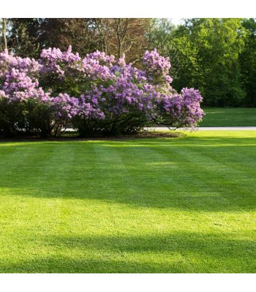 Semences Gazon Terra Parc 20kg à semer au printemps ou à l'automne, gazon fin facile à établir - 1201836