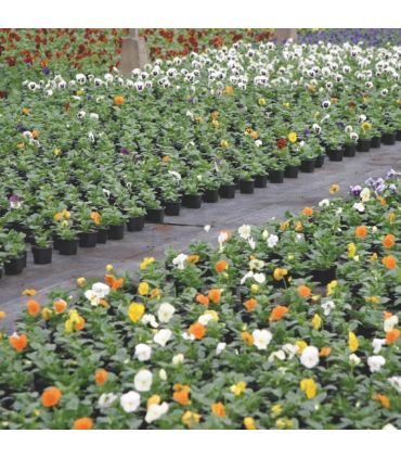 Terreau pour plantes vertes et fleurs Flori Horticole 70L, structure fine - Florivert NEG01644