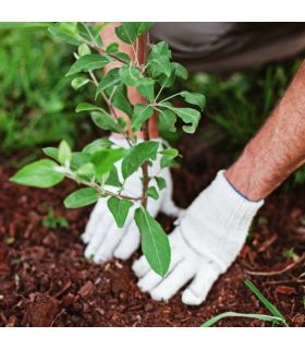 Substrat Flori Plantat. MYCOR100 70L enrichi en engrais, pour plantations et rétention d'eau - Florivert NEG01618