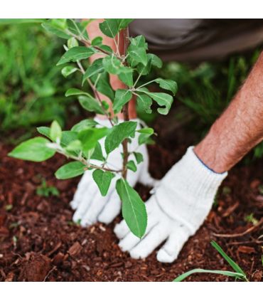 Substrat Flori Plantat. MYCOR100 70L enrichi en engrais, pour plantations et rétention d'eau - Florivert NEG01618