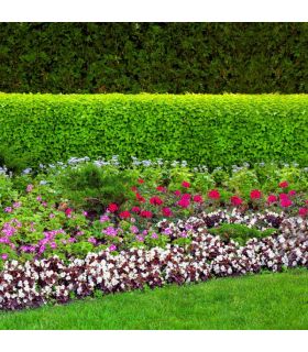 Terreau complet prêt à l'emploi Flori Fleurissement PAE 70L, idéal pour pots et balcon - Florivert NEG01617 Terreau complet prêt à l'emploi Flori Fleurissement PAE 70L, idéal pour pots et balcon - Florivert NEG01617