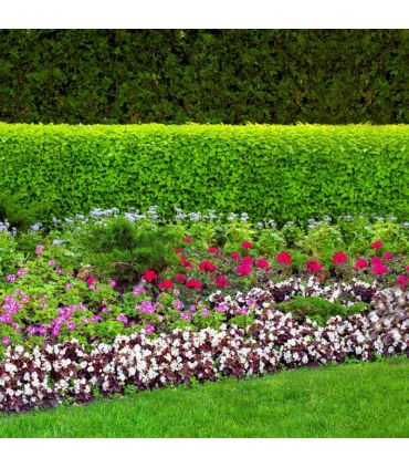 Terreau complet prêt à l'emploi Flori Fleurissement PAE 70L, idéal pour pots et balcon - Florivert NEG01617