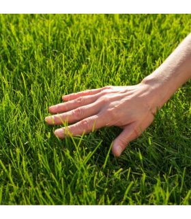 Engrais liquide Flori EL 8-6-8   OE 10L favorise le feuillage et les racines, pour arrosage ou pulvérisation - Florivert Engrais liquide Flori EL 8-6-8   OE 10L favorise le feuillage et les racines, pour arrosage ou pulvérisation - Florivert