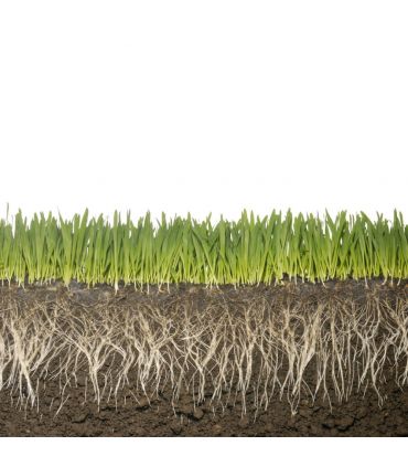 Biostimulant racinaire Deep Root Pro 0,5 kg pour gazon, arbres, fleurs - Kimitec NEG00997