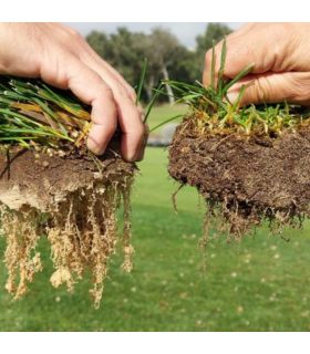 Biostimulant racinaire Deep Root Pro 0,5 kg pour gazon, arbres, fleurs - Kimitec NEG00997