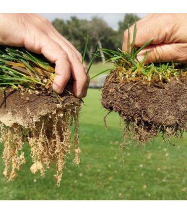 Biostimulant racinaire Deep Root Pro 0,5 kg pour gazon, arbres, fleurs - Kimitec NEG00997