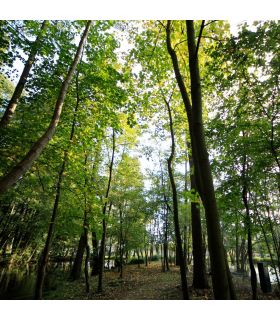 Graine de gazon Terra Sous Bois 10 kg pour esthétique et forte densité - Florivert 1201804 Graine de gazon Terra Sous Bois 10 kg pour esthétique et forte densité - Florivert 1201804