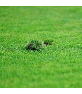 Gazon sport jeux Terra Sport 5 kg, résistance au piétinement et établissement rapide - Florivert 1206459 Gazon sport jeux Terra Sport 5 kg, résistance au piétinement et établissement rapide - Florivert 1206459