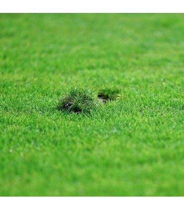 Gazon sport jeux Terra Sport 10 kg résistant au piétinement, établissement rapide - Florivert 1201637