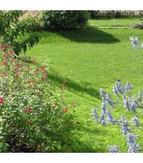 Engrais Flori Or KZ 20 kg améliore l'absorption des nutriments, pour sol scarifié - Florivert NEG01887