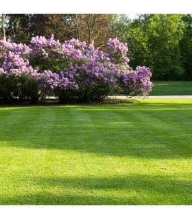 Semis pour gazon Terra Parc 10 kg, pour un gazon fin et facile à établir - Florivert 1201803