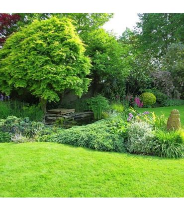 Gazon économique professionnel Turflife n°31 sac 10kg jusqu'à 300m²