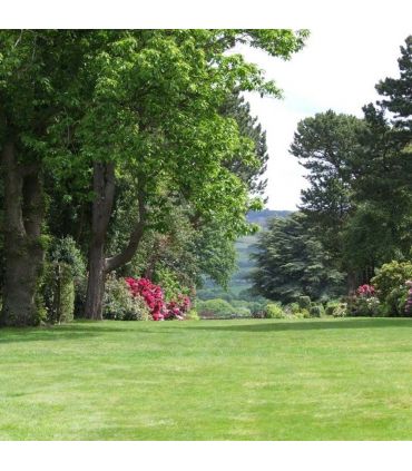 Gazon économique professionnel Turflife n°31 sac 10kg jusqu'à 300m²